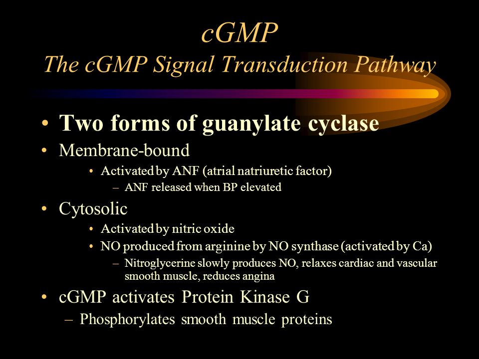 cGMP The cGMP Signal Transduction Pathway Two forms of guanylate cyclase Membrane-bound Activated by ANF (atrial natriuretic factor) –ANF released when BP elevated Cytosolic Activated by nitric oxide NO produced from arginine by NO synthase (activated by Ca) –Nitroglycerine slowly produces NO, relaxes cardiac and vascular smooth muscle, reduces angina cGMP activates Protein Kinase G –Phosphorylates smooth muscle proteins