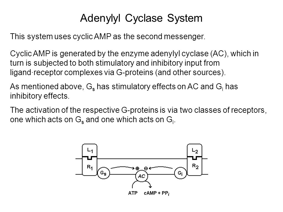 This system uses cyclic AMP as the second messenger.