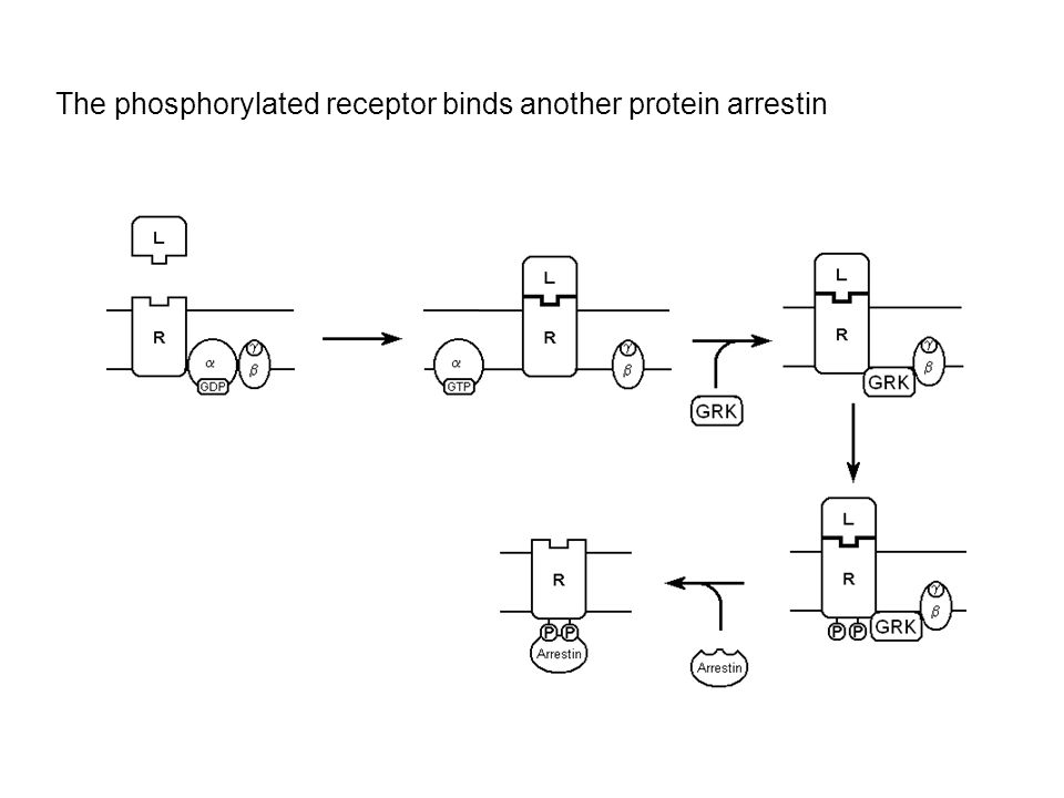 The phosphorylated receptor binds another protein arrestin