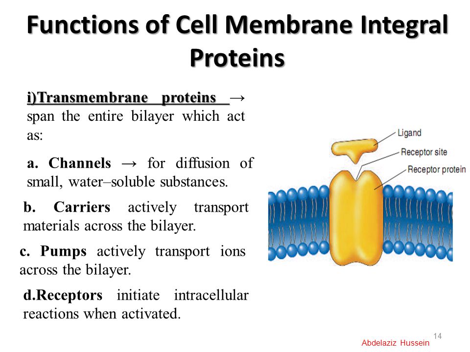 Functions of Cell Membrane Integral Proteins 14 Abdelaziz Hussein i)Transmembrane proteins i)Transmembrane proteins → span the entire bilayer which act as: a.