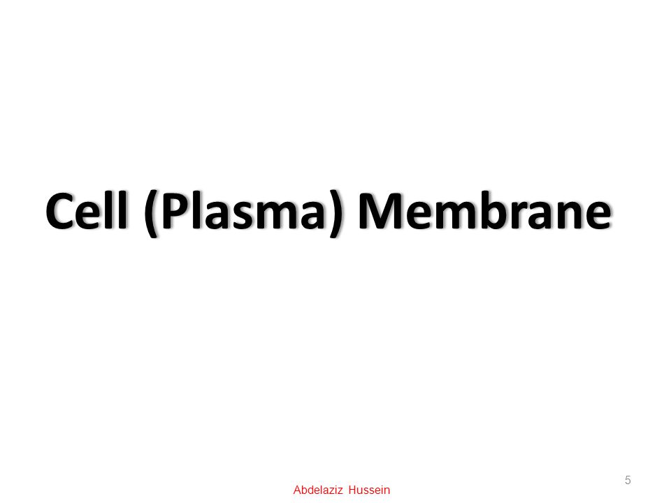 Cell (Plasma) MembraneCell (Plasma) Membrane 5 Abdelaziz Hussein