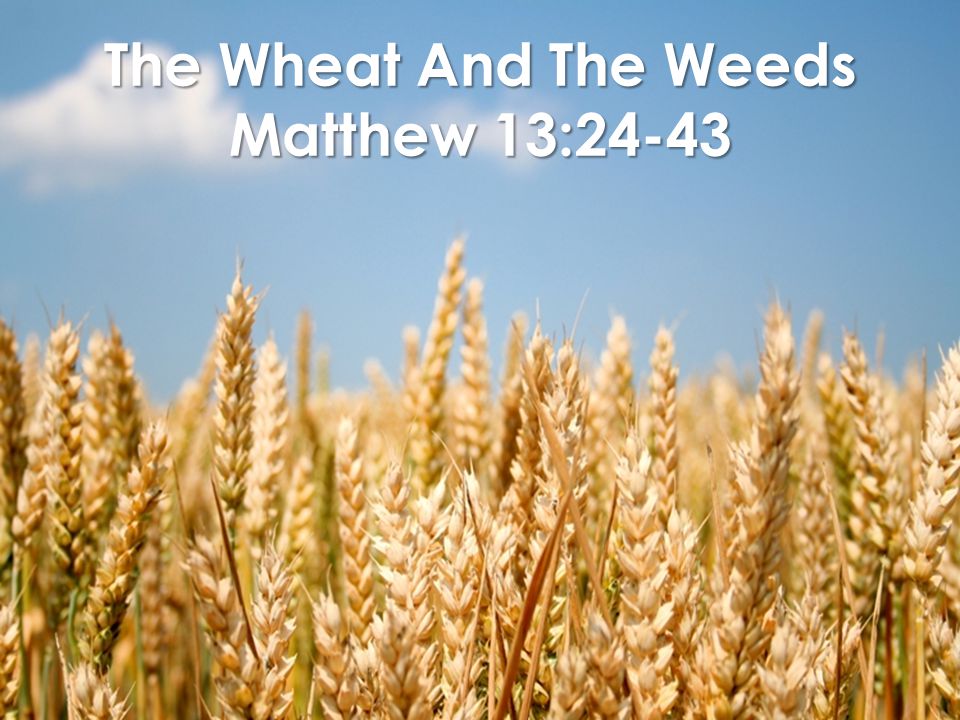 The Wheat And The Weeds Matthew 13: PROVERBS 24:30-31 I passed by the field of the sluggard And by the vineyard of the man... 