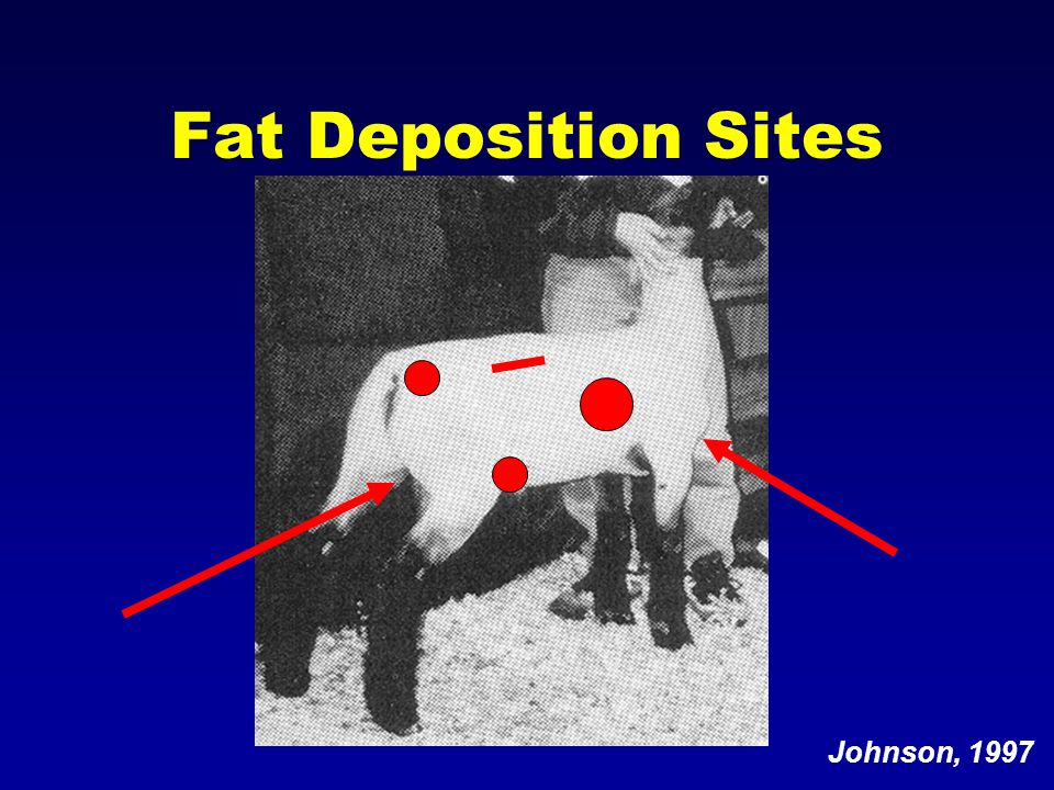 Evaluating Fat and Muscle in Livestock Developed by: Celina Johnson  University of Florida. - ppt download