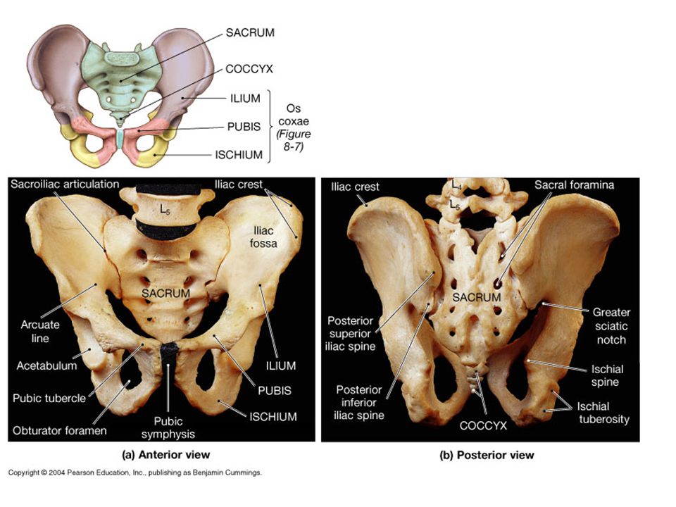 Hip Bone Anatomy or Pelvic Bone[Ilium-Pubis-Ischium]