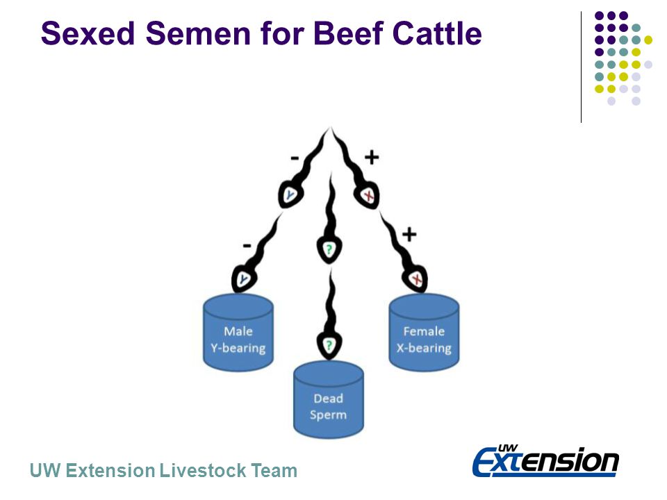 sexed beef semen Gay arab tu