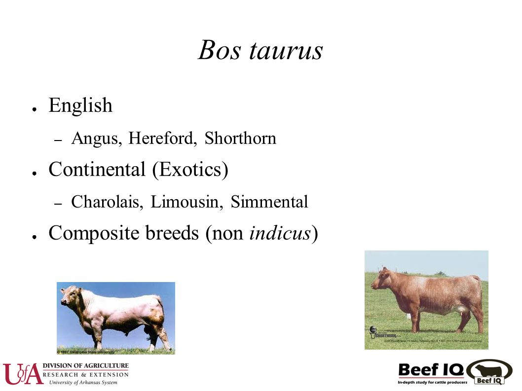 Beef Cattle – Biological Types. Biological Type ○ Bos taurus vs Bos indicus  ○ Temperate vs Tropically Adapted ○ Early vs Late Maturing ○ High vs Low  Maintenance. - ppt download