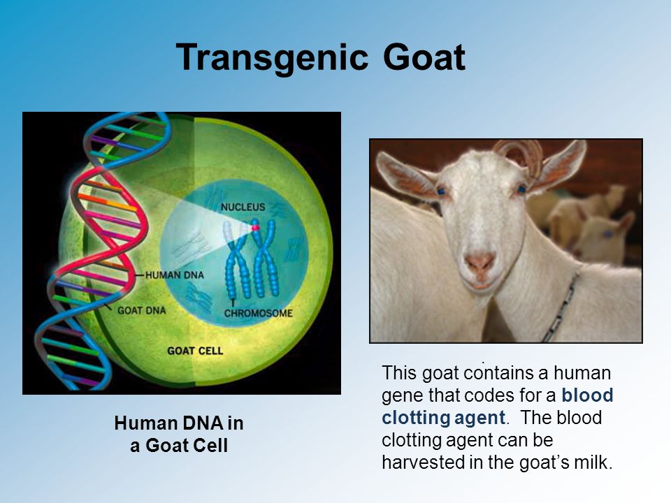 Human DNA in a Goat Cell This goat contains a human gene that codes for a blood clotting agent.