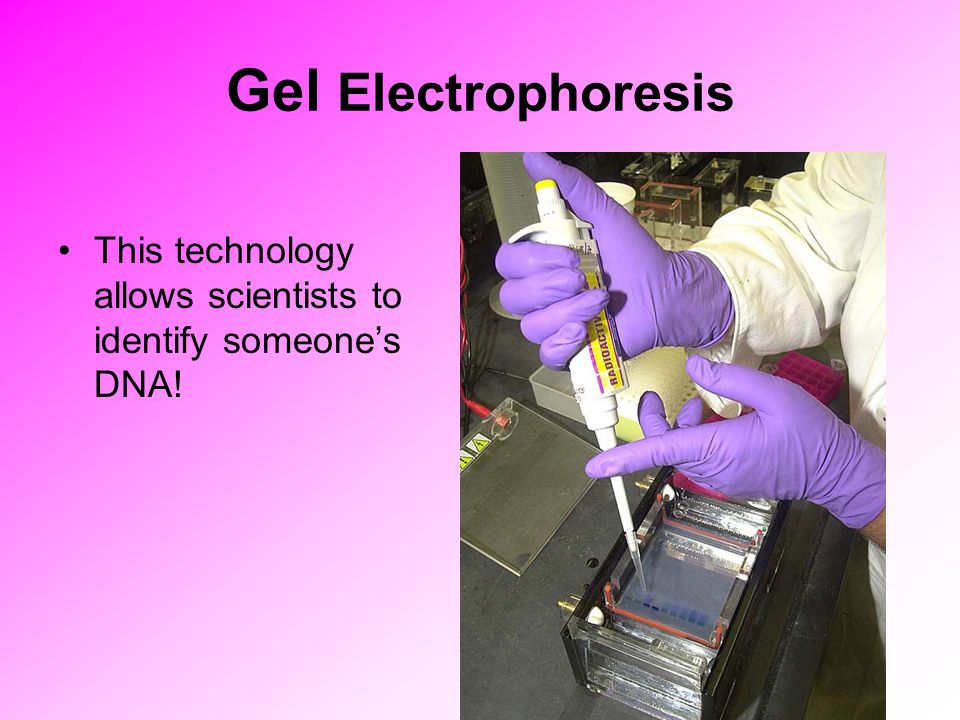 Gel Electrophoresis This technology allows scientists to identify someone’s DNA!