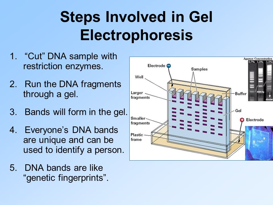 Steps Involved in Gel Electrophoresis 1. Cut DNA sample with restriction enzymes.
