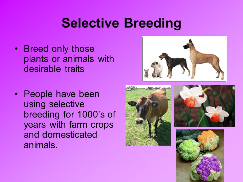 Selective Breeding Breed only those plants or animals with desirable traits People have been using selective breeding for 1000’s of years with farm crops and domesticated animals.