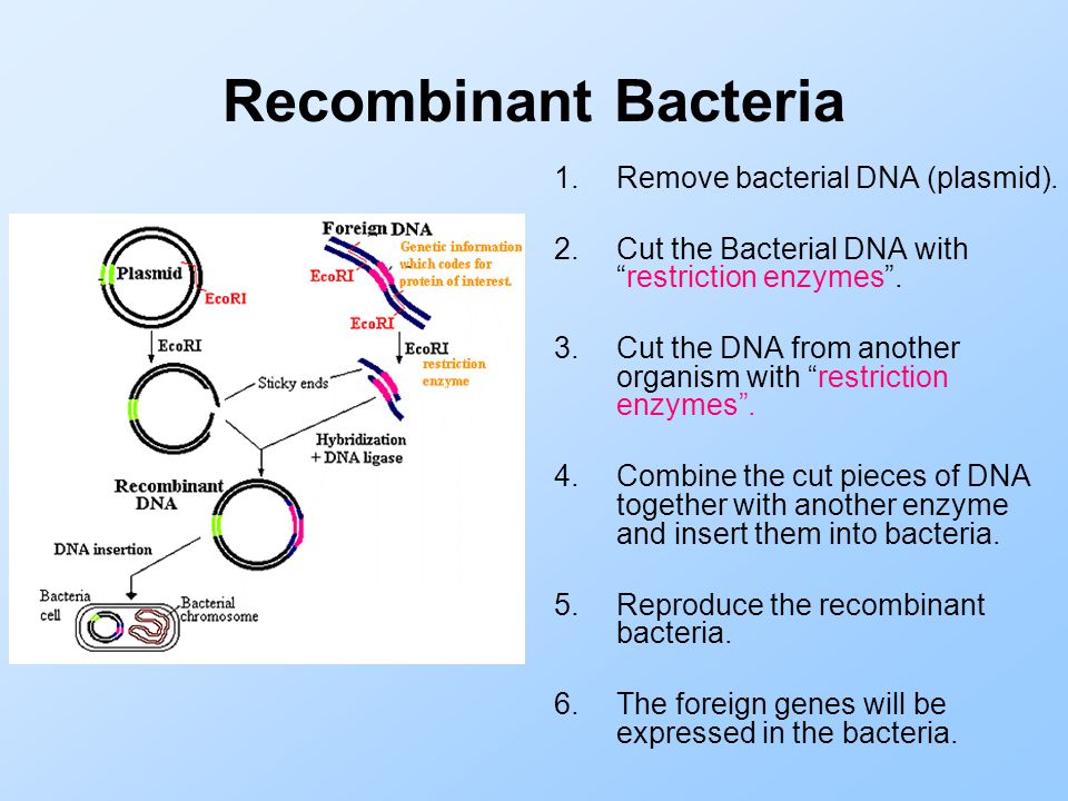 Recombinant Bacteria 1.Remove bacterial DNA (plasmid).