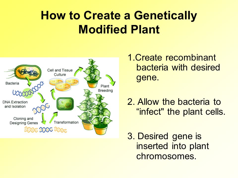 How to Create a Genetically Modified Plant 1.Create recombinant bacteria with desired gene.