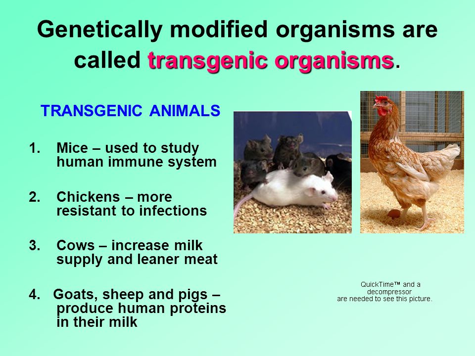 transgenic organisms. Genetically modified organisms are called transgenic organisms.