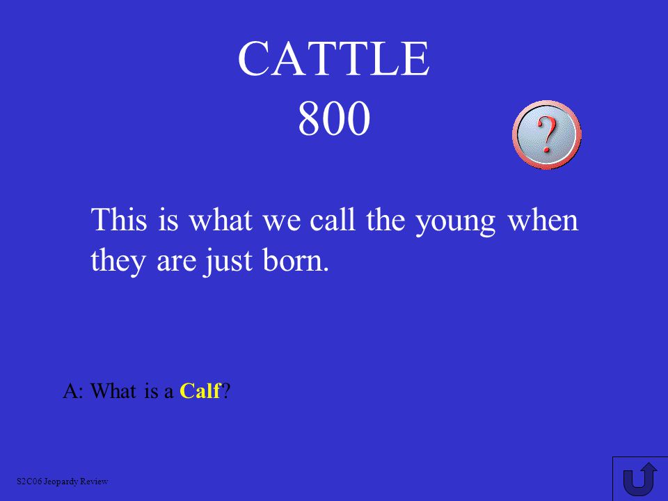 CATTLE 700 A: What is Calving S2C06 Jeopardy Review This is what we call giving birth in cattle.