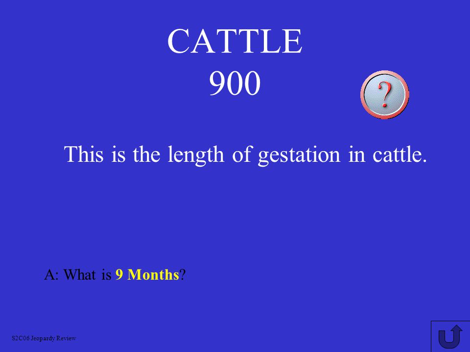 CATTLE 800 A: What is a Calf.