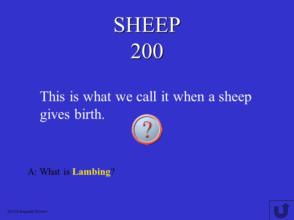 SHEEP 100 A: What is Ram Lamb S2C06 Jeopardy Review This is what we call a young male sheep.