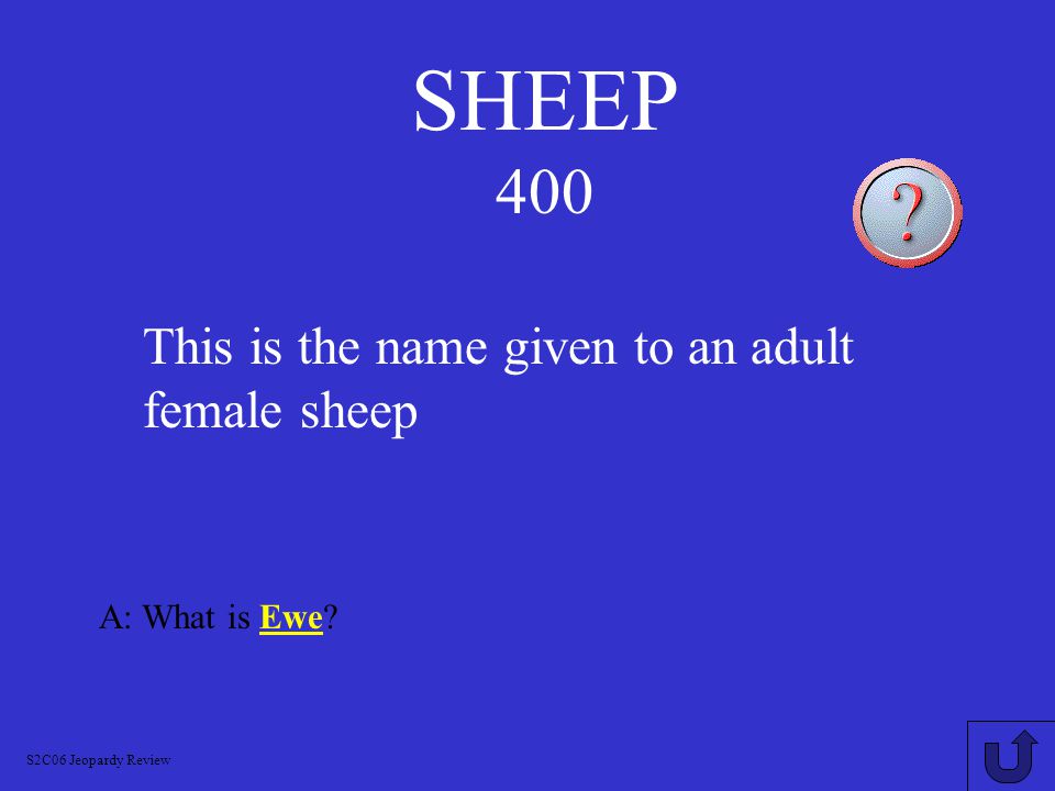 A: What is a Wether S2C06 Jeopardy Review This is what a castrated male sheep is called. SHEEP 300