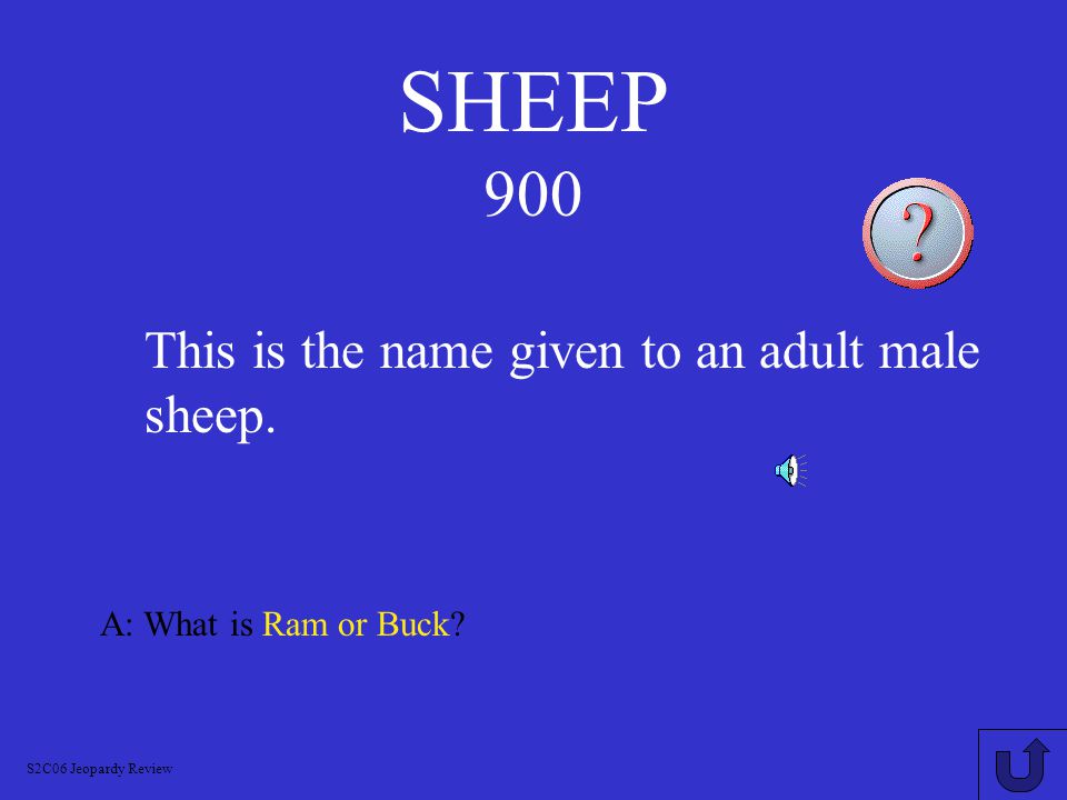 SHEEP 800 A: What is 5 Months.