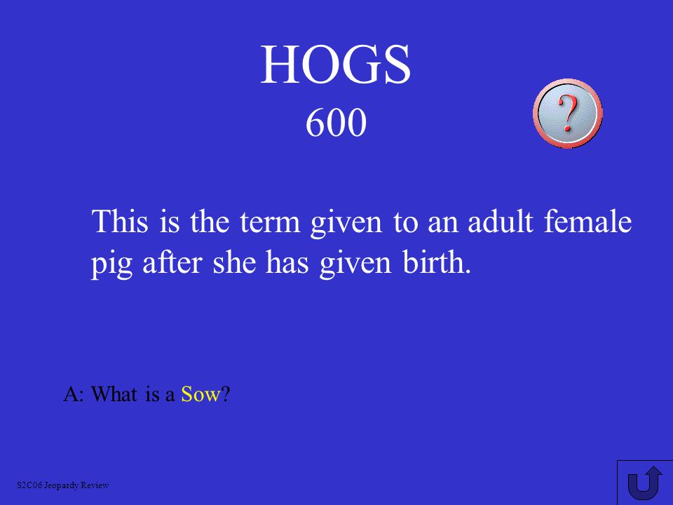 HOGS 500 A: What is Shoat S2C06 Jeopardy Review This is the old English term for a young male pig.