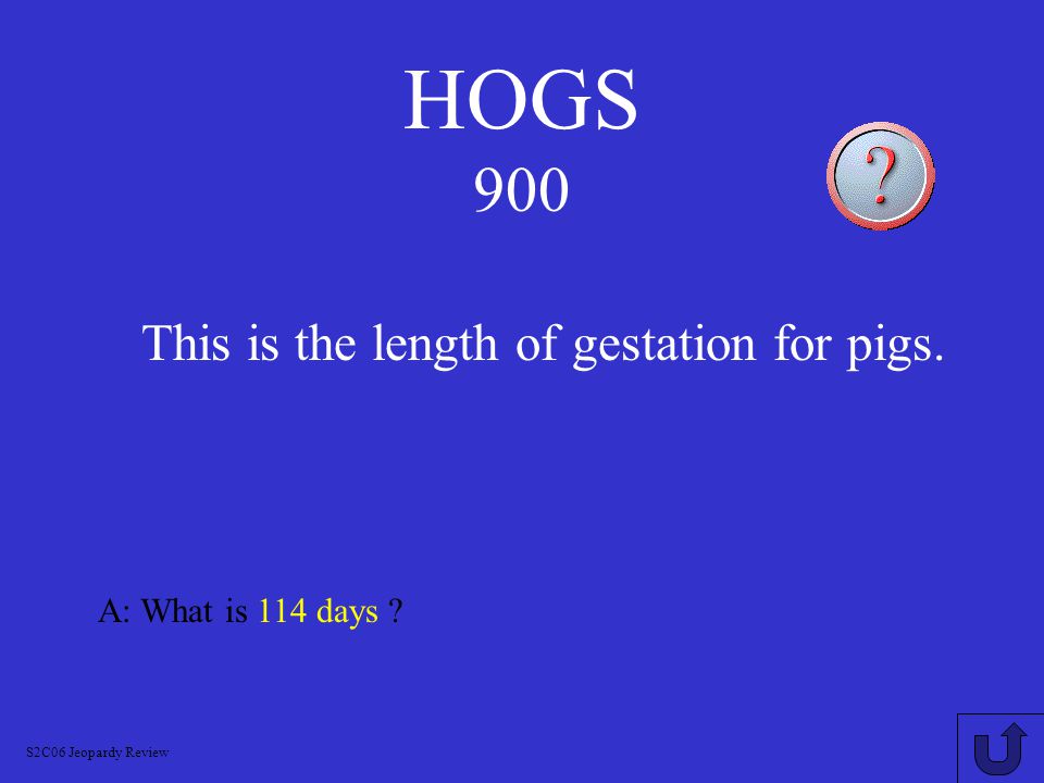 HOGS 800 A: What is Piglet.