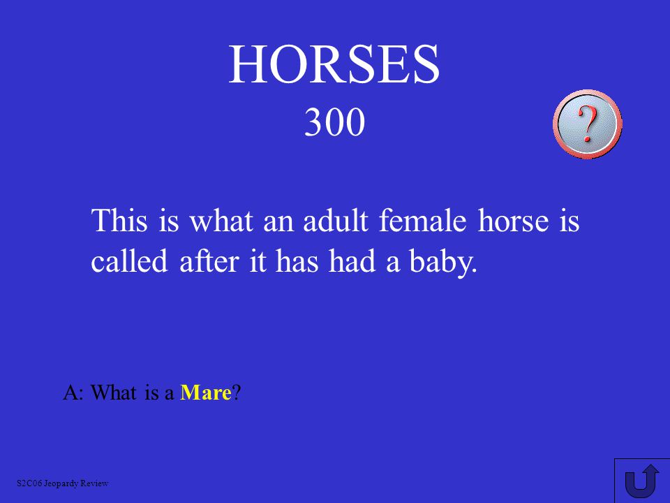 HORSES 200 A: What is a Filly S2C06 Jeopardy Review This is what a young, female horse is called.