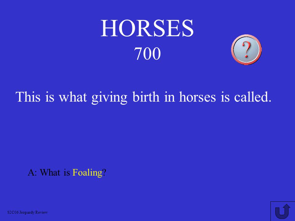 HORSES 600 A: What is Colt S2C06 Jeopardy Review This is what a young male horse is called.