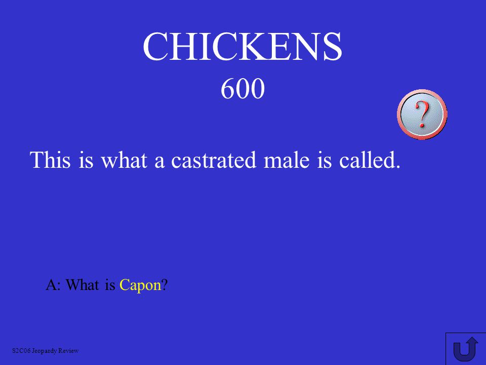 CHICKENS 500 A: What is Chicken S2C06 Jeopardy Review This is what chicken meat is called.