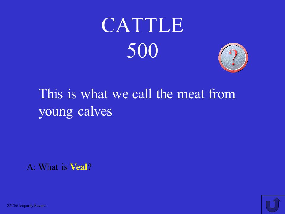 CATTLE 400 A: What is Bullock S2C06 Jeopardy Review This is what we call a young male animal.