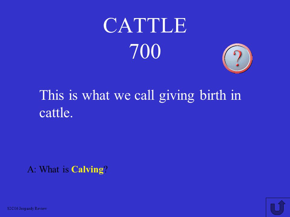 CATTLE 600 A: What is Steer S2C06 Jeopardy Review This is what we call a castrated male.