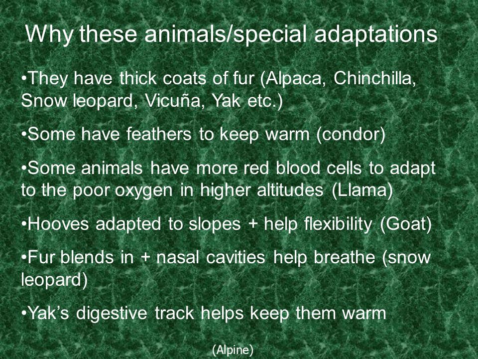 Download Alpine Tundra Animals Adaptations PNG