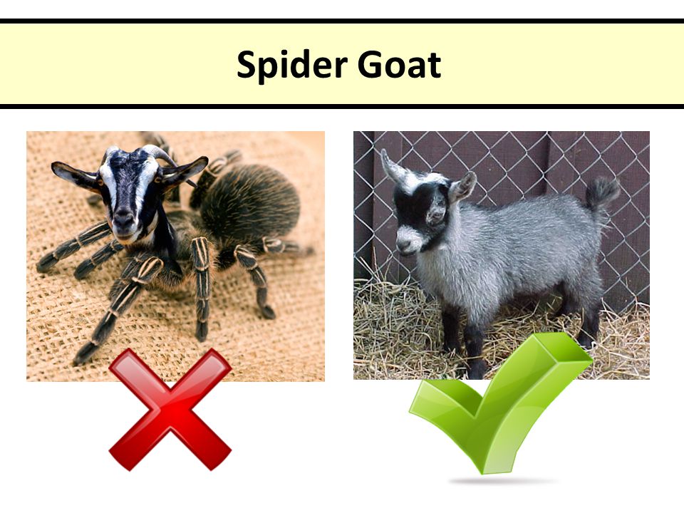 SBI3U: Genetic Processes. The Brainbow Mouse Spider Goat + = ?= ? - ppt  download