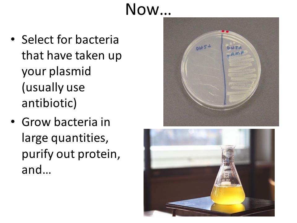 Now… Select for bacteria that have taken up your plasmid (usually use antibiotic) Grow bacteria in large quantities, purify out protein, and…