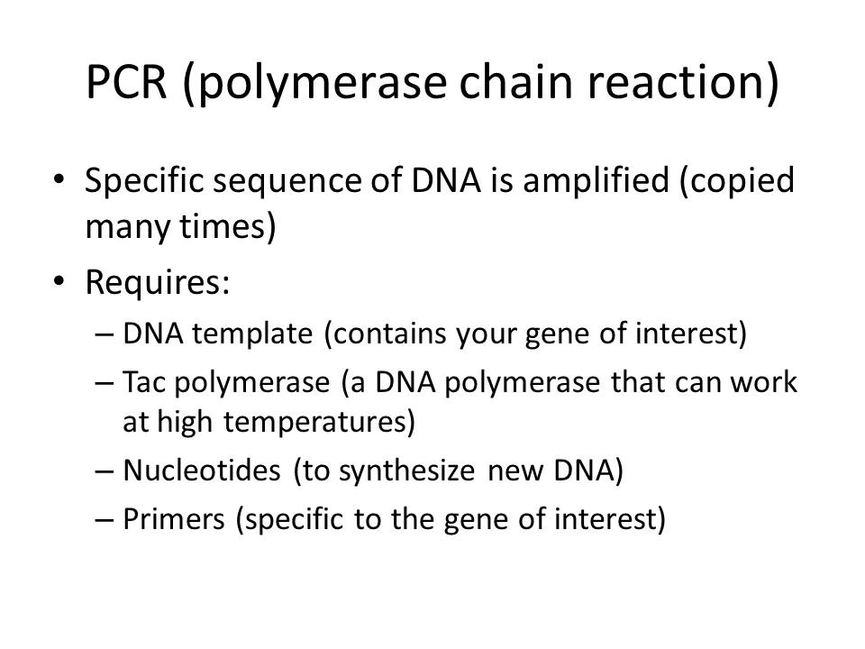 PCR (polymerase chain reaction) Specific sequence of DNA is amplified (copied many times) Requires: – DNA template (contains your gene of interest) – Tac polymerase (a DNA polymerase that can work at high temperatures) – Nucleotides (to synthesize new DNA) – Primers (specific to the gene of interest)