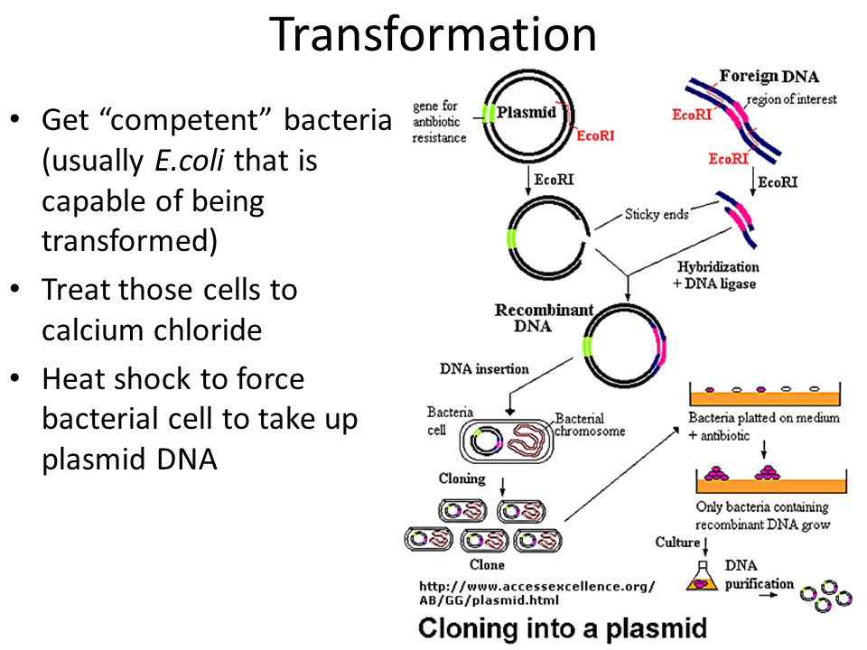 Transformation Get competent bacteria (usually E.coli that is capable of being transformed) Treat those cells to calcium chloride Heat shock to force bacterial cell to take up plasmid DNA