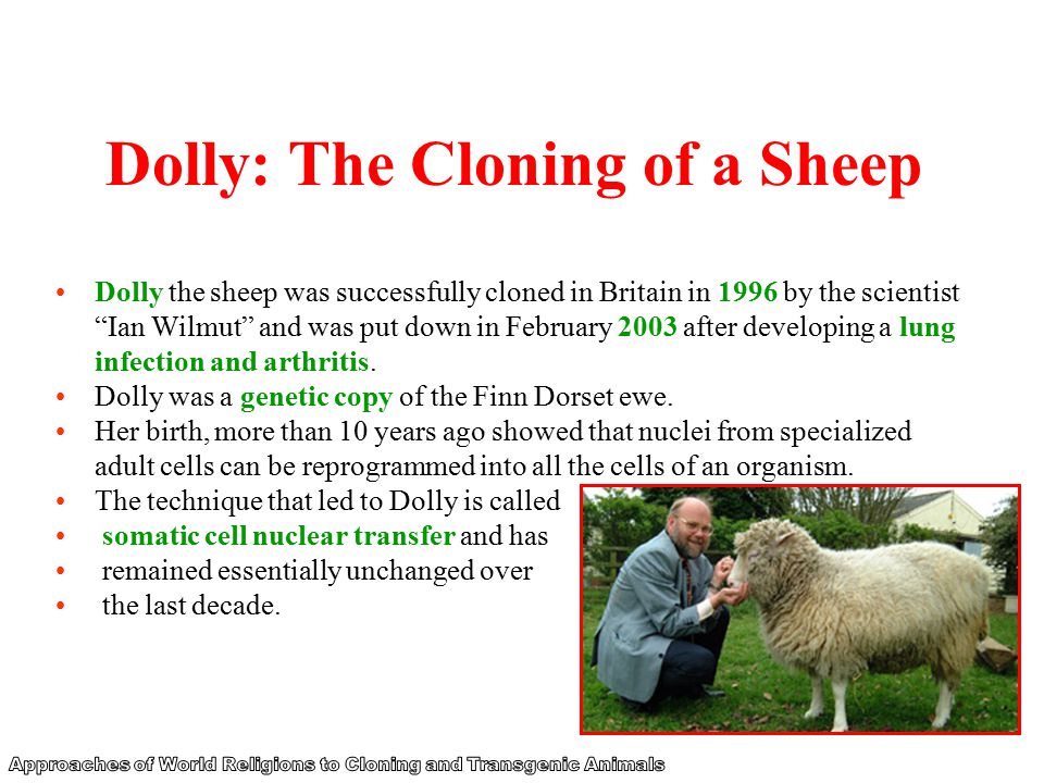 Lecture 28 &29 Cloning Dolly. What was Dolly? In 1997 Dolly the sheep  became the first vertebrate cloned from the cell of an adult animal. Not  only was. - ppt download
