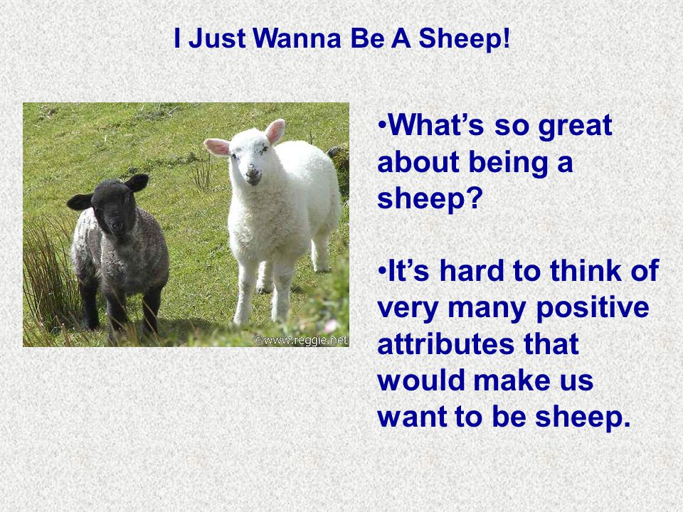 I Just Wanna Be A Sheep. What’s so great about being a sheep.