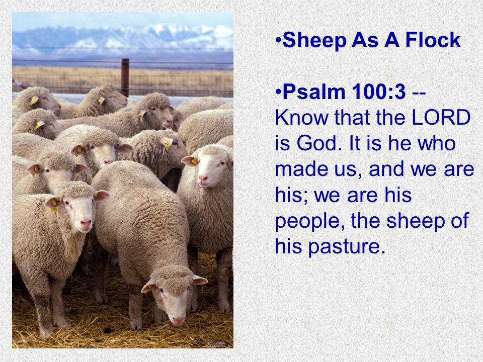 Sheep As A Flock Psalm 100:3 -- Know that the LORD is God.