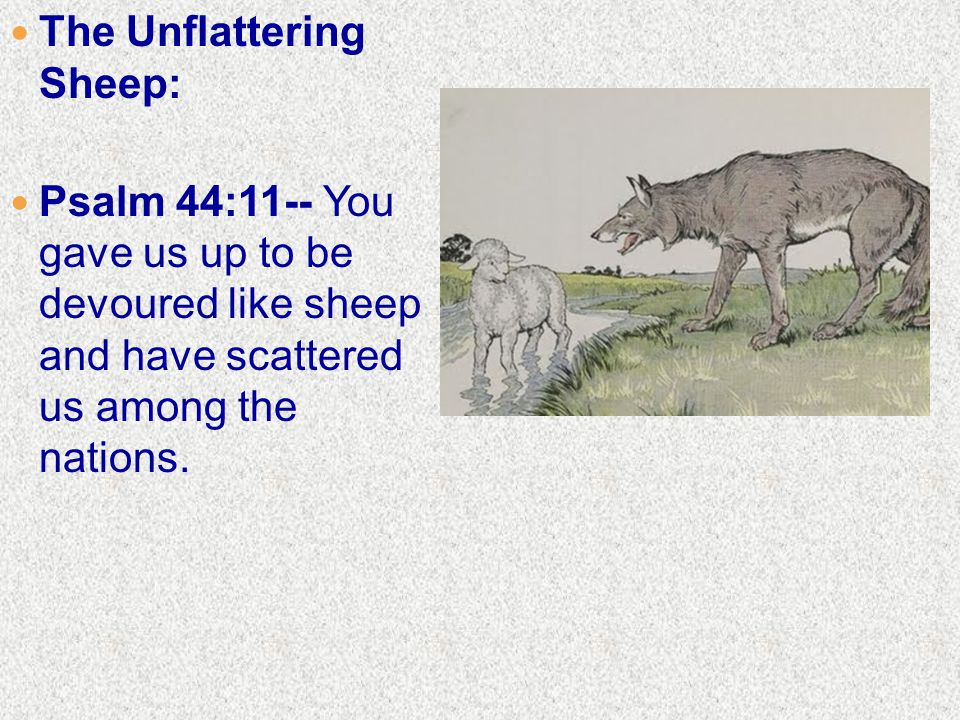 The Unflattering Sheep: Psalm 44:11-- You gave us up to be devoured like sheep and have scattered us among the nations.