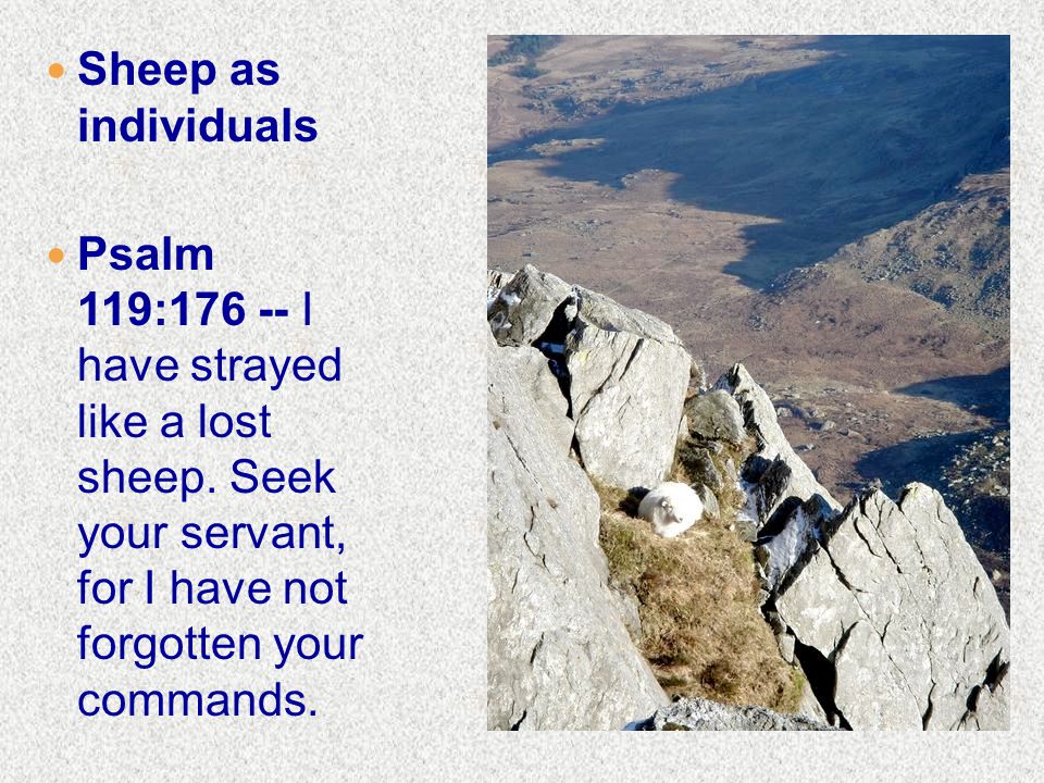 Sheep as individuals Psalm 119: I have strayed like a lost sheep.