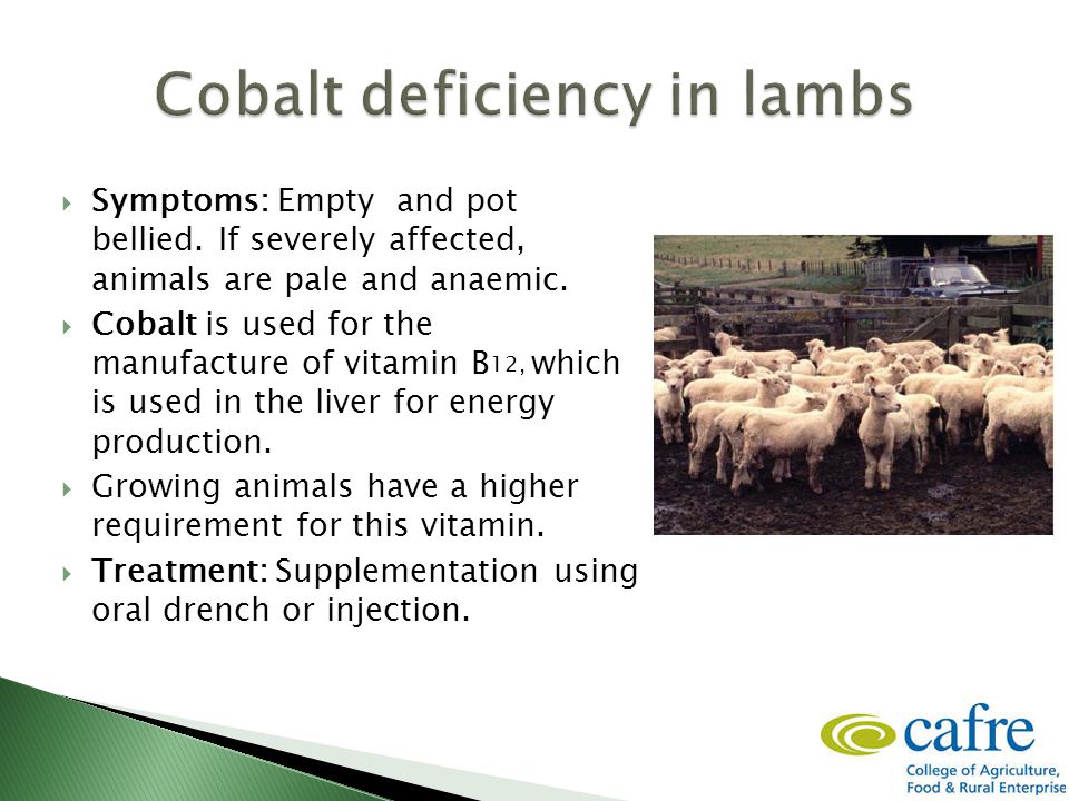Enzootic and toxoplasmosis abortions  Mineral deficiencies ◦ Cobalt ◦  Copper  Coccidiosis  Footrot and CODD  Rumen fluke  Diseases/Conditions  at. - ppt download