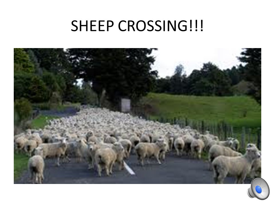 Sheep Photos