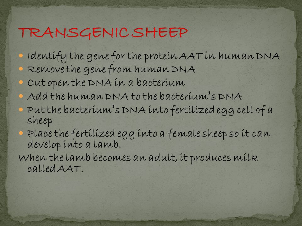 Identify the gene for the protein AAT in human DNA Remove the gene from human DNA Cut open the DNA in a bacterium Add the human DNA to the bacterium’s DNA Put the bacterium’s DNA into fertilized egg cell of a sheep Place the fertilized egg into a female sheep so it can develop into a lamb.