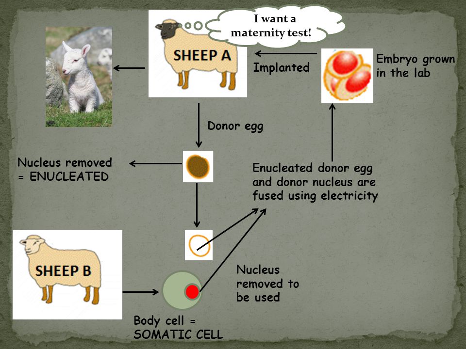 Donor egg Nucleus removed = ENUCLEATED Body cell = SOMATIC CELL Nucleus removed to be used Enucleated donor egg and donor nucleus are fused using electricity Embryo grown in the lab Implanted III want a maternity test!
