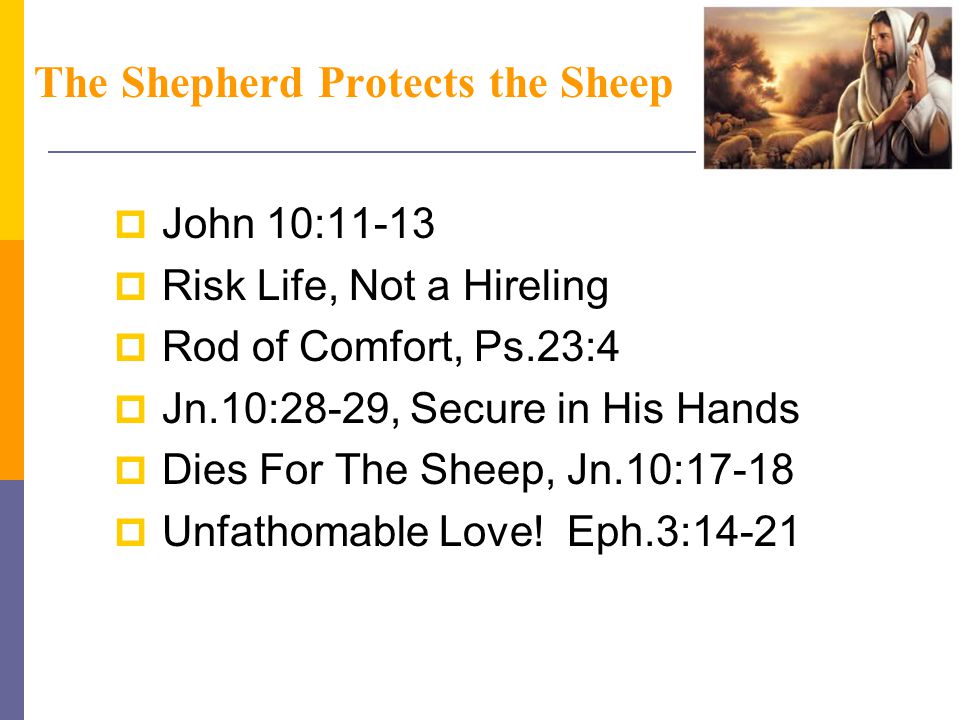 The Shepherd Protects the Sheep  John 10:11-13  Risk Life, Not a Hireling  Rod of Comfort, Ps.23:4  Jn.10:28-29, Secure in His Hands  Dies For The Sheep, Jn.10:17-18  Unfathomable Love.