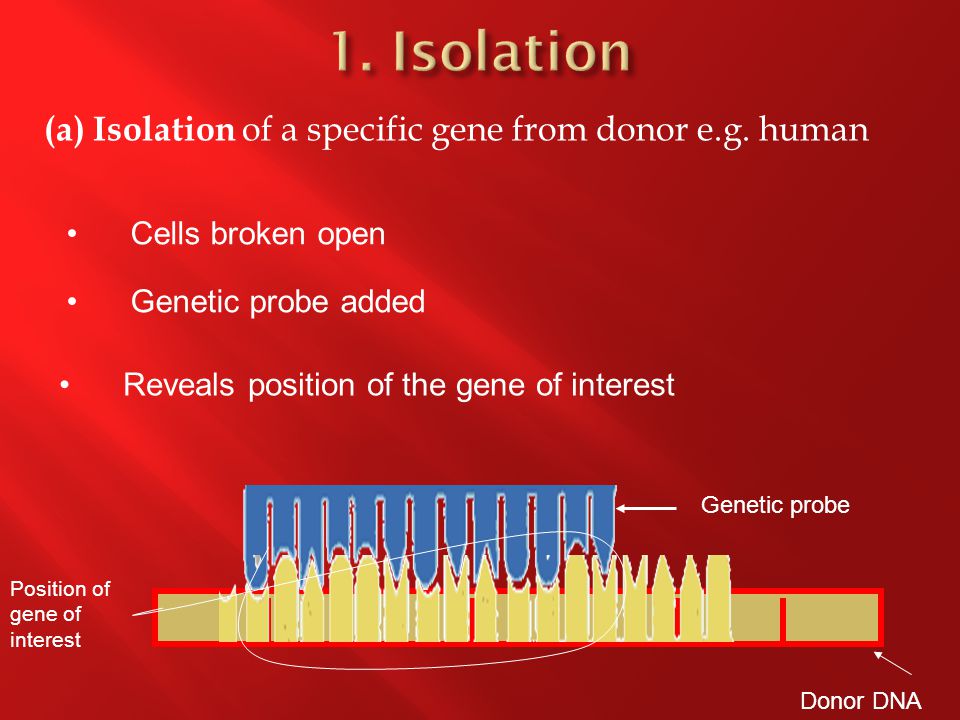 Donor DNA Genetic probe (a) Isolation of a specific gene from donor e.g.