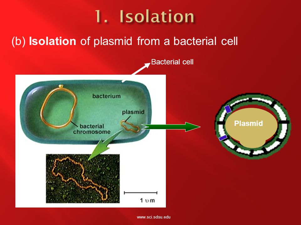 Bacterial cell Plasmid (b) Isolation of plasmid from a bacterial cell