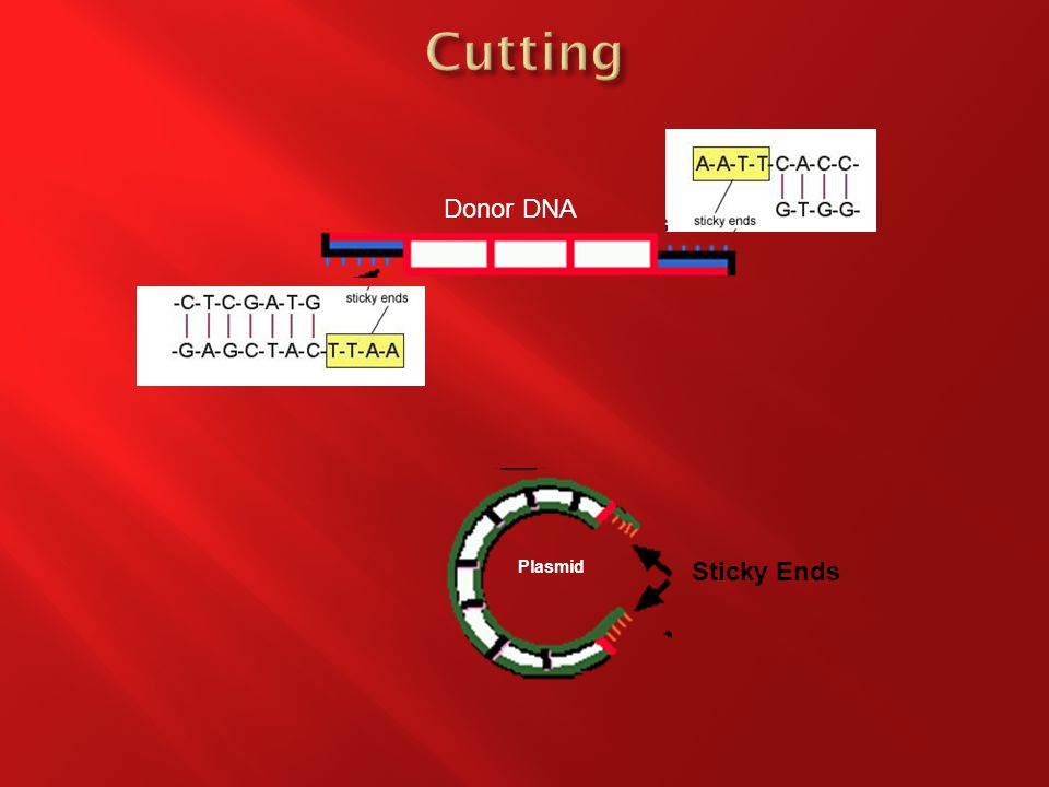 Donor DNA Sticky Ends Plasmid