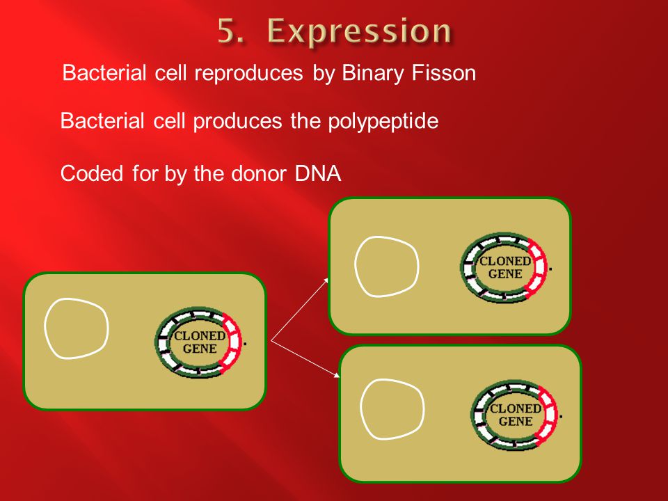Bacterial cell reproduces by Binary Fisson Bacterial cell produces the polypeptide Coded for by the donor DNA