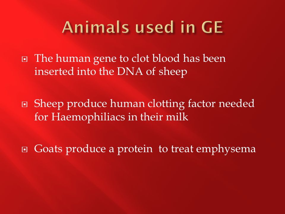  The human gene to clot blood has been inserted into the DNA of sheep  Sheep produce human clotting factor needed for Haemophiliacs in their milk  Goats produce a protein to treat emphysema