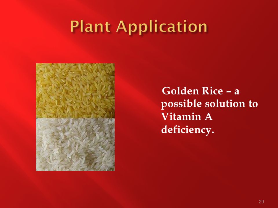 29 Golden Rice – a possible solution to Vitamin A deficiency.